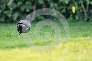 Isolated image of a Moor Hen seen wandering on a private lawn, adjacent to an out of view pond.