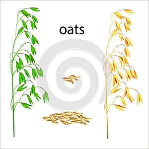 Isolated image of oat grains.