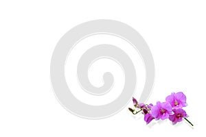 Isolated image of a purple Dendrobium orchid