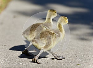 Isolated image of two cute chicks of Canada geese