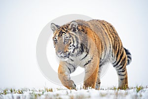 Isolated image of walking siberian tiger on the snow. Dangerous animal in his natural habitat.
