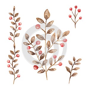 Isolated image on a white background of a red berry painted in watercolo