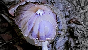 Isolated image of a white flat cap poisonous mushroom growing on humid forest floor after rain