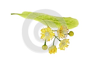 Isolated image of yellow linden flower on white background