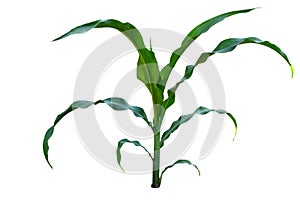 Isolated image of a young corn stalks