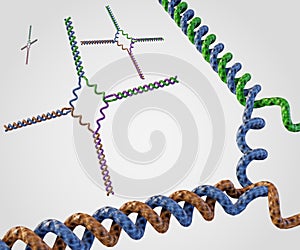 Isolated immobile nucleic acid junctions