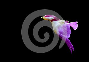 Isolated impatiens psittacina parrot flower on black background with clipping path, Doi Luang Chiang Dao, Chiang Mai, Thailand
