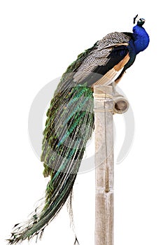 Isolated Indian Peafowl on perch photo