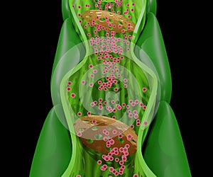 Internal phloem structure from the stem plant