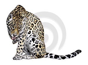 Isolated jaguar of licking the leg photo