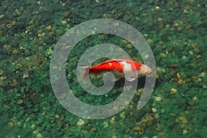 Isolated Japanese Koi in Pond Near Surface.