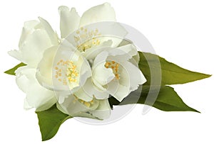 isolated jasmine. A carved arrangement of white flowers and leaves. jasmine inflorescence.