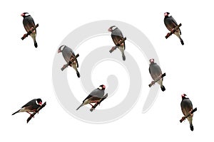 Isolated Java Sparrow action gallery