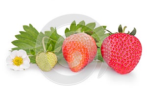 Isolated juicy strawberry