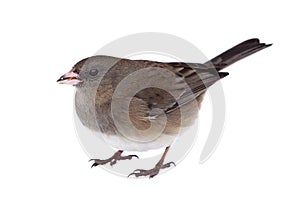Isolated Junco