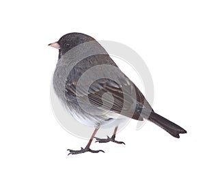Isolated Junco