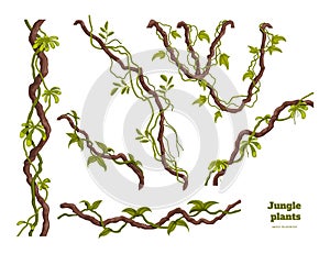 Isolated jungle plants set. Design elements. Liana branch. Tropical forest trees in cartoon style