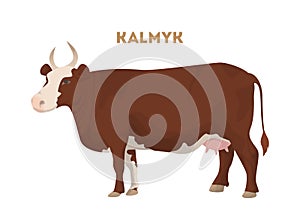 Isolated kalmyk cattle.