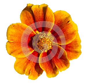 Isolated khaki weed (tagetes) flower