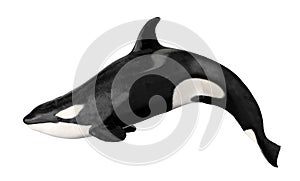 Isolated killer whale