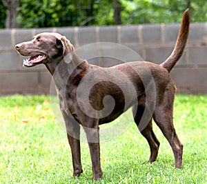 Isolated Labrador Chocolate Retriever dog