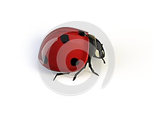 Isolated ladybird