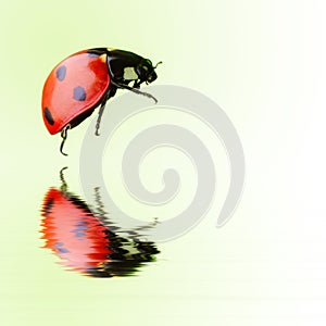 Isolated ladybird over water