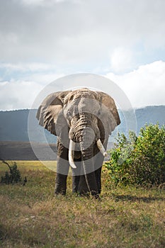 Isolated large adult male elephant Elephantidae at grassland conservation area of Ngorongoro crater. Wildlife safari concept.