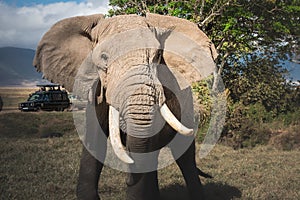 Isolated large adult male elephant Elephantidae and wildlife safari jeeps at grassland conservation area of Ngorongoro crater.