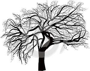 Isolated large bare tree illustration