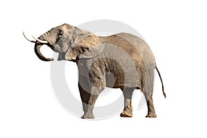 Isolated Large Elephant Head Up Big Tusks photo