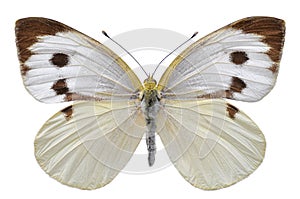 Isolated Large White butterfly