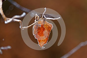 Isolated last leaf frosted on sprig in late fall, background blurred