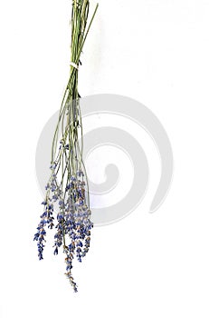 Isolated lavender flower bouque white background