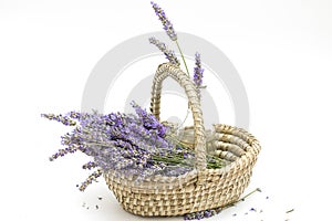 Isolated lavender (lavender in a basket) lavender close up