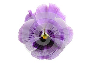 Isolated Lavender Pansy photo