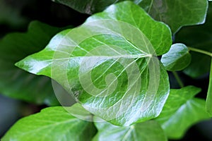 Isolated leaf of boxwood bush