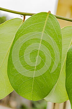 Isolated Leaf Of The Cynophalia Flexuosa On A Stem