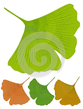 Isolated leaf of ginkgo biloba, medicinal tree with anti-oxidant effect. Tree color variants - green, yellow, orange photo