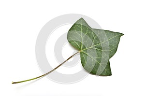 Isolated leaf of ivy