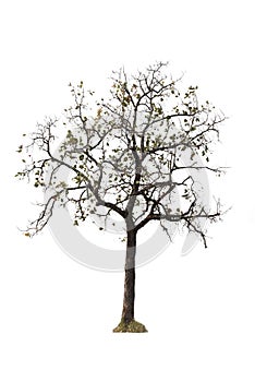 Isolated leafless tree on white background