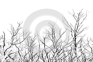 Isolated Leaveless Trees Background