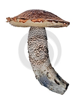 Isolated Leccinum side view photo