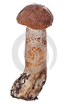 Isolated Leccinum with smal dark red cap