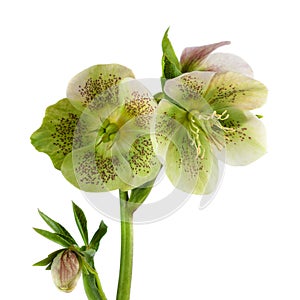 Isolated lenten rose flower or hellebore flowers