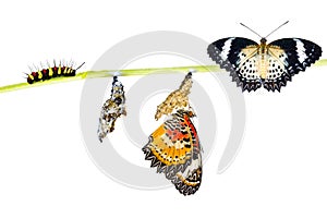 Isolated Leopard lacewing butterfly life cycle
