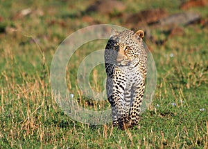 Isolated Leopard walking towards camera with empty space