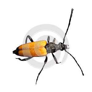 Isolated leptura beetle
