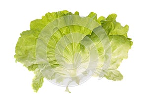 Isolated lettuce leaf