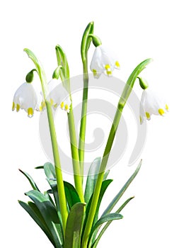 Isolated Leucojum snowdrops first white spring flowers photo